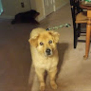 Meet your Posher, Bernadette